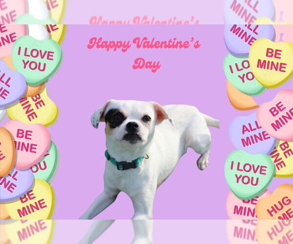 Medium Photo #5 Chihuahua-Unknown Mix Puppy For Sale in Chestertown, MD, USA