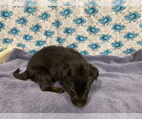 Medium Photo #1 Shollie Puppy For Sale in Modesto, CA, USA