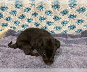 Shollie Dogs for adoption in Modesto, CA, USA