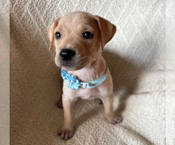 Medium Photo #2 American Staffordshire Terrier-Labrador Retriever Mix Puppy For Sale in Lakewood, CO, USA