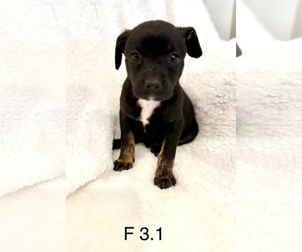 Medium Photo #2 Mutt Puppy For Sale in Royal Palm Beach, FL, USA