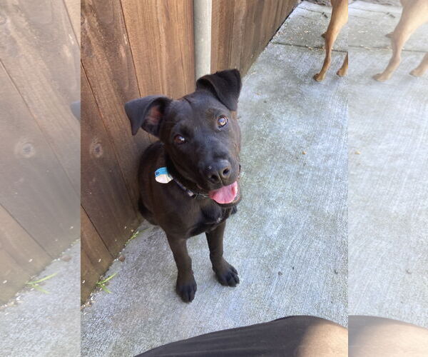 Medium Photo #1 Labrador Retriever-Unknown Mix Puppy For Sale in San Diego, CA, USA
