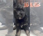Puppy Tee Higgins Aussiedoodle