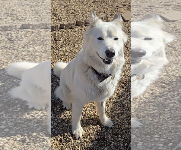 Medium Photo #1 Pyrenees Husky Puppy For Sale in Estherville, IA, USA