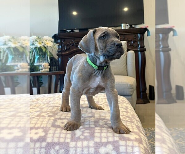 Medium Photo #3 Cane Corso Puppy For Sale in YUCCA VALLEY, CA, USA