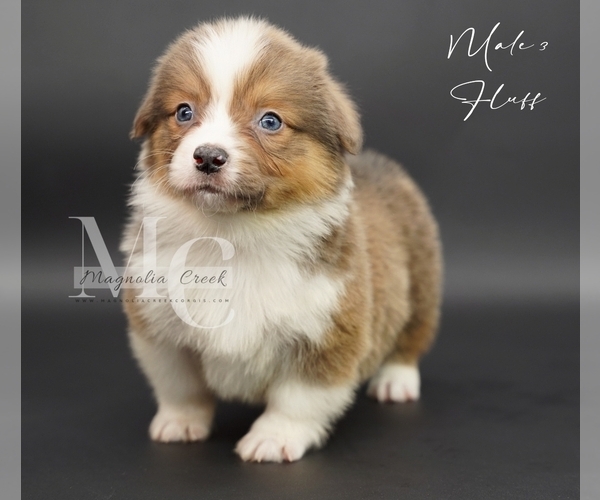 Medium Photo #8 Pembroke Welsh Corgi Puppy For Sale in FLORALA, AL, USA