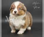 Small #7 Pembroke Welsh Corgi