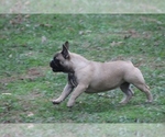Small Photo #11 French Bulldog Puppy For Sale in GRAVETTE, AR, USA