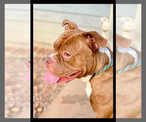 American Staffordshire Terrier-Bulldog Mix Dogs for adoption in Atlanta, GA, USA