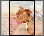 Small Photo #1 American Staffordshire Terrier-Bulldog Mix Puppy For Sale in Atlanta, GA, USA