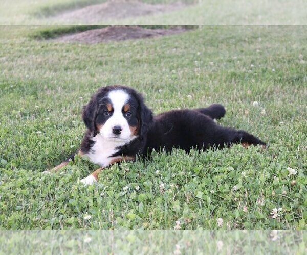 Medium Photo #1 Bernese Mountain Dog Puppy For Sale in WOOSTER, OH, USA