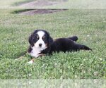 Small Photo #1 Bernese Mountain Dog Puppy For Sale in WOOSTER, OH, USA
