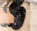 Small Photo #2 Labrador Retriever Puppy For Sale in LITTLE ROCK, AR, USA