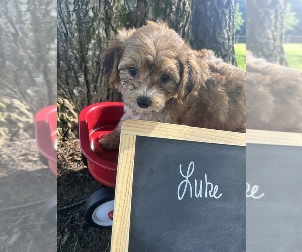 Medium Photo #6 Yo-Chon Puppy For Sale in BELFAST, OH, USA