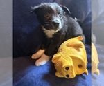 Small #4 Border Collie
