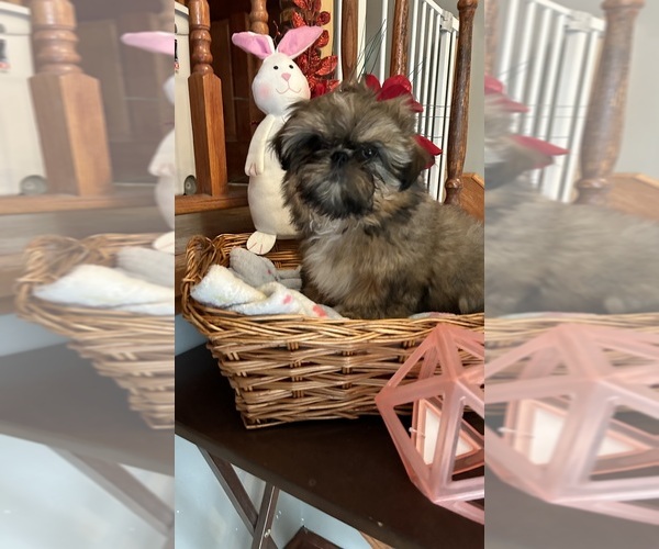 Medium Photo #2 Shih Tzu Puppy For Sale in BRIDGETON, NJ, USA