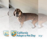Small #2 Plott Hound