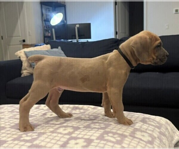Medium Photo #2 Cane Corso Puppy For Sale in YUCCA VALLEY, CA, USA