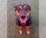 Small #3 Mutt