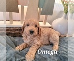 Small Photo #9 Goldendoodle (Miniature) Puppy For Sale in REED CITY, MI, USA
