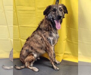 Catahoula Leopard Dog-Great Pyrenees Mix Dogs for adoption in Clinton, OK, USA