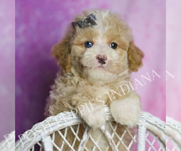 Medium Photo #95 Poodle (Toy) Puppy For Sale in WARSAW, IN, USA