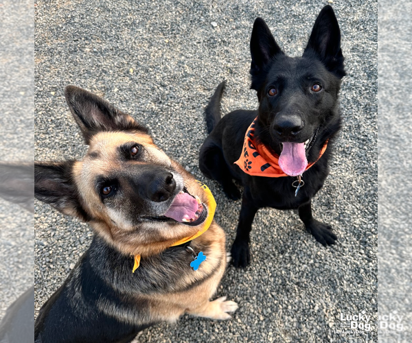 Medium Photo #11 German Shepherd Dog-Unknown Mix Puppy For Sale in Washington, DC, USA