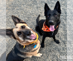 Small #10 German Shepherd Dog Mix