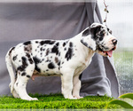 Small #5 Great Dane