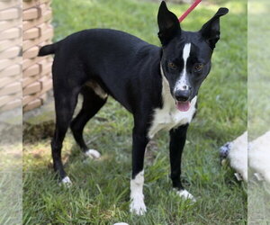 BUZZ - Male Border Collie Dog for Adoption - Photo #2