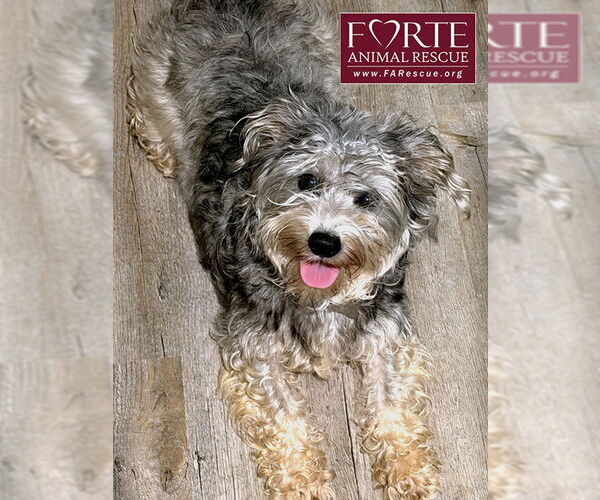 Medium Photo #3 Miniature Schnauzer-Unknown Mix Puppy For Sale in Marina del Rey, CA, USA