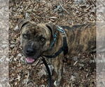 Small #2 American Staffordshire Terrier