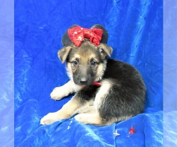 Medium Photo #3 German Shepherd Dog Puppy For Sale in HARTVILLE, MO, USA