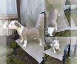 Puppy Possum American Bully