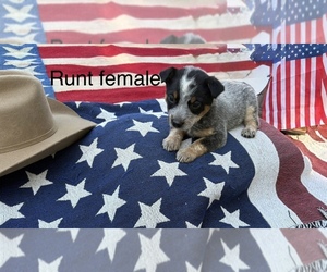 Australian Cattle Dog Puppy for sale in WYANDOTTE, OK, USA