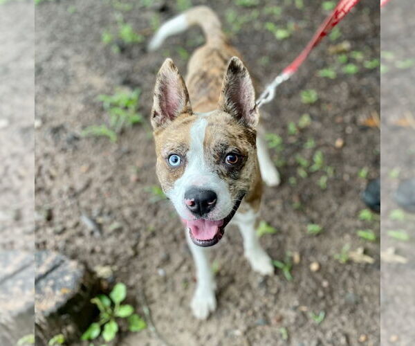Medium Photo #55 Catahoula Leopard Dog-Unknown Mix Puppy For Sale in Canton, CT, USA