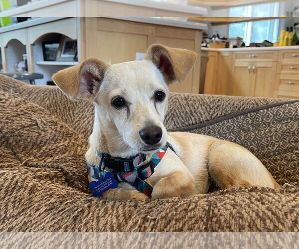 Medium Photo #4 Chiweenie Puppy For Sale in Bellevue, WA, USA