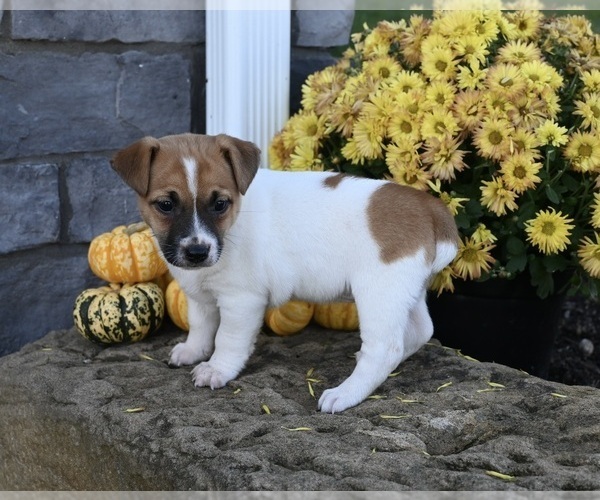 Medium Photo #1 Jack Russell Terrier Puppy For Sale in MILLERSBURG, OH, USA
