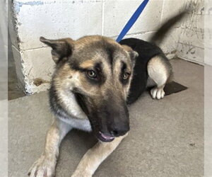 German Shepherd Dog Dogs for adoption in San Bernardino, CA, USA