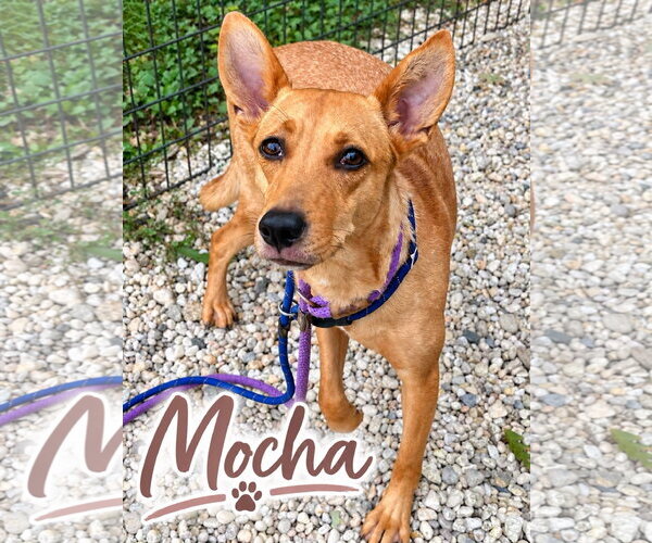 Medium Photo #1 Basenji-Unknown Mix Puppy For Sale in Jackson , NJ, USA