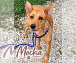 Mocha - Female Basenji-Unknown Mix Dog for Adoption - Small photo