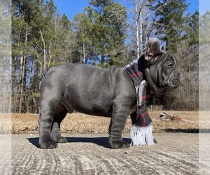 French Bulldog Puppy for sale in LOCUST GROVE, GA, USA