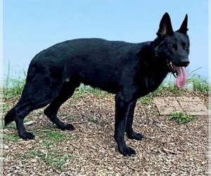 German Shepherd Dog Dogs for adoption in Rustburg, VA, USA
