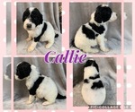 Small Photo #2 Sheepadoodle Puppy For Sale in WAVERLY, IA, USA