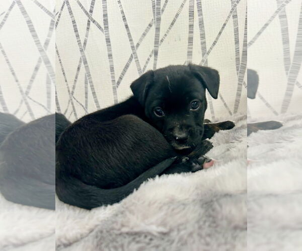 Medium Photo #5 Mutt Puppy For Sale in Royal Palm Beach, FL, USA