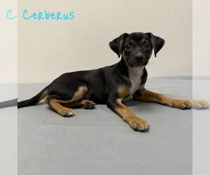 Mutt Dogs for adoption in Modesto, CA, USA