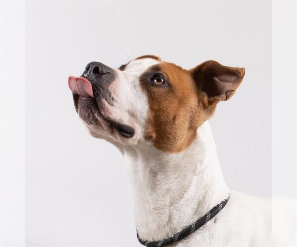 Medium Photo #1 Mutt Puppy For Sale in Rowlett, TX, USA