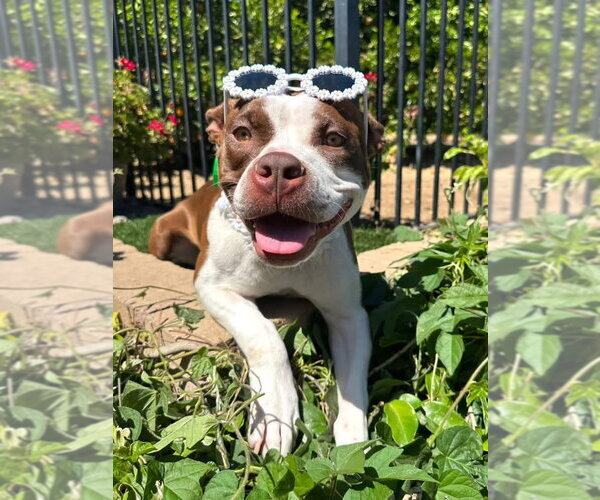 Medium Photo #4 American Boston Bull Terrier Puppy For Sale in Redlands, CA, USA