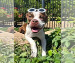 Small Photo #4 American Boston Bull Terrier Puppy For Sale in Redlands, CA, USA