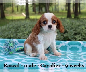 Cavalier King Charles Spaniel Puppy for sale in CLARKRANGE, TN, USA